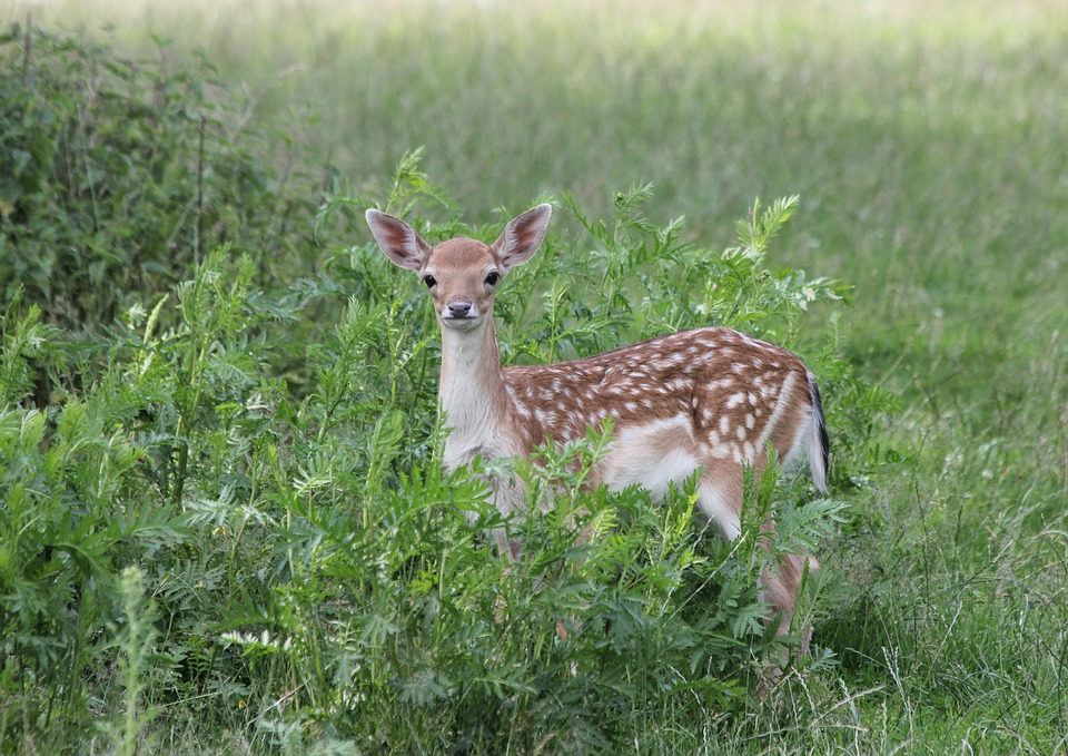 deer