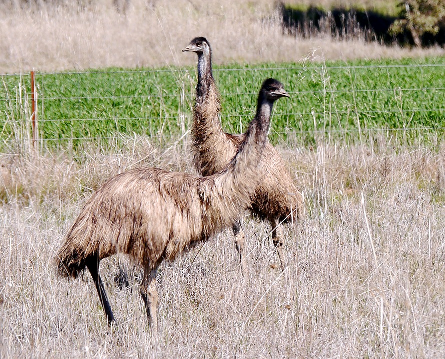 emu